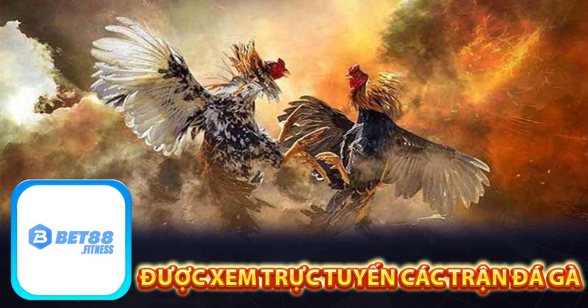 Được xem trực tuyến các trận đá gà